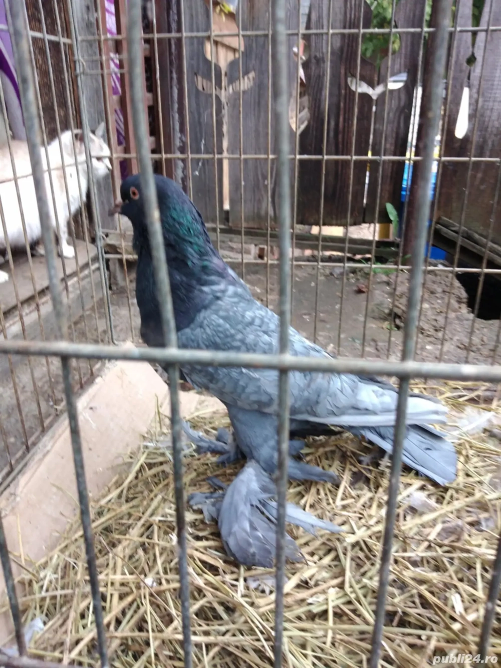 Vand 3 perechi gusati de pomerania