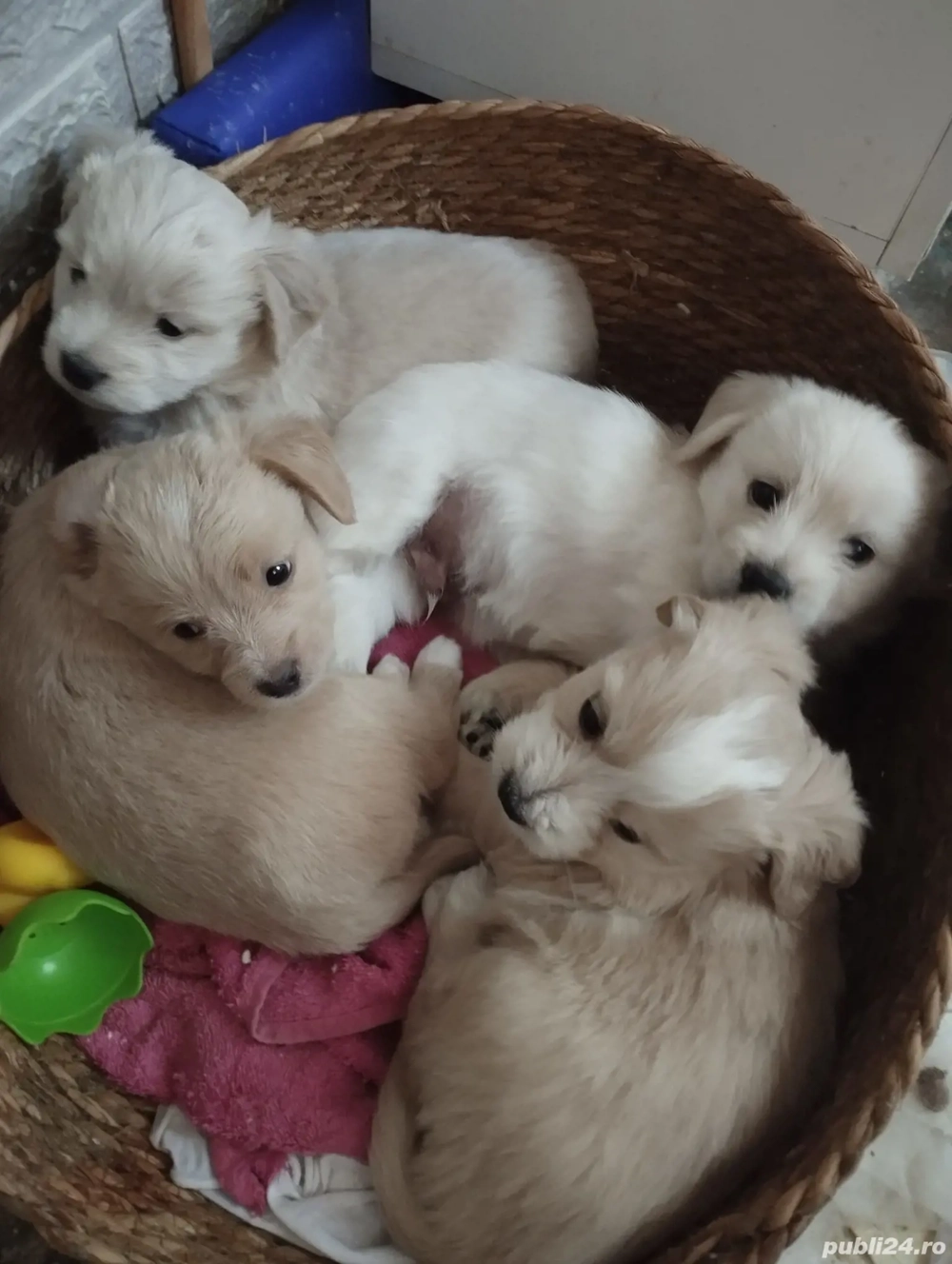 Vand catelusi rasa Bichon Vand catelusi rasa Bichon