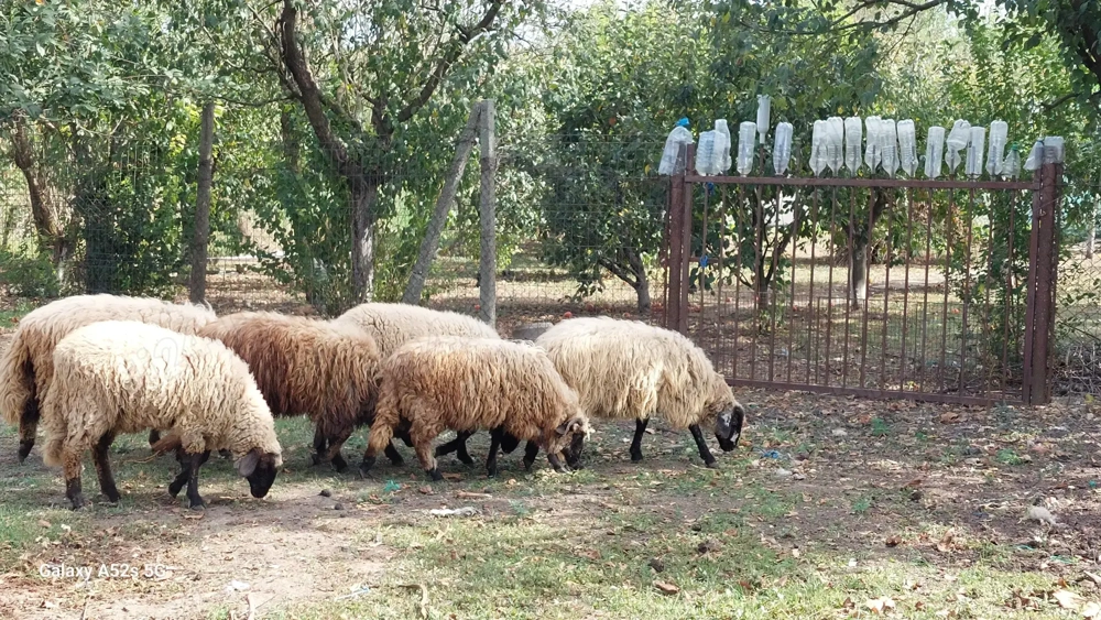 De vanzare oi De vanzare oi