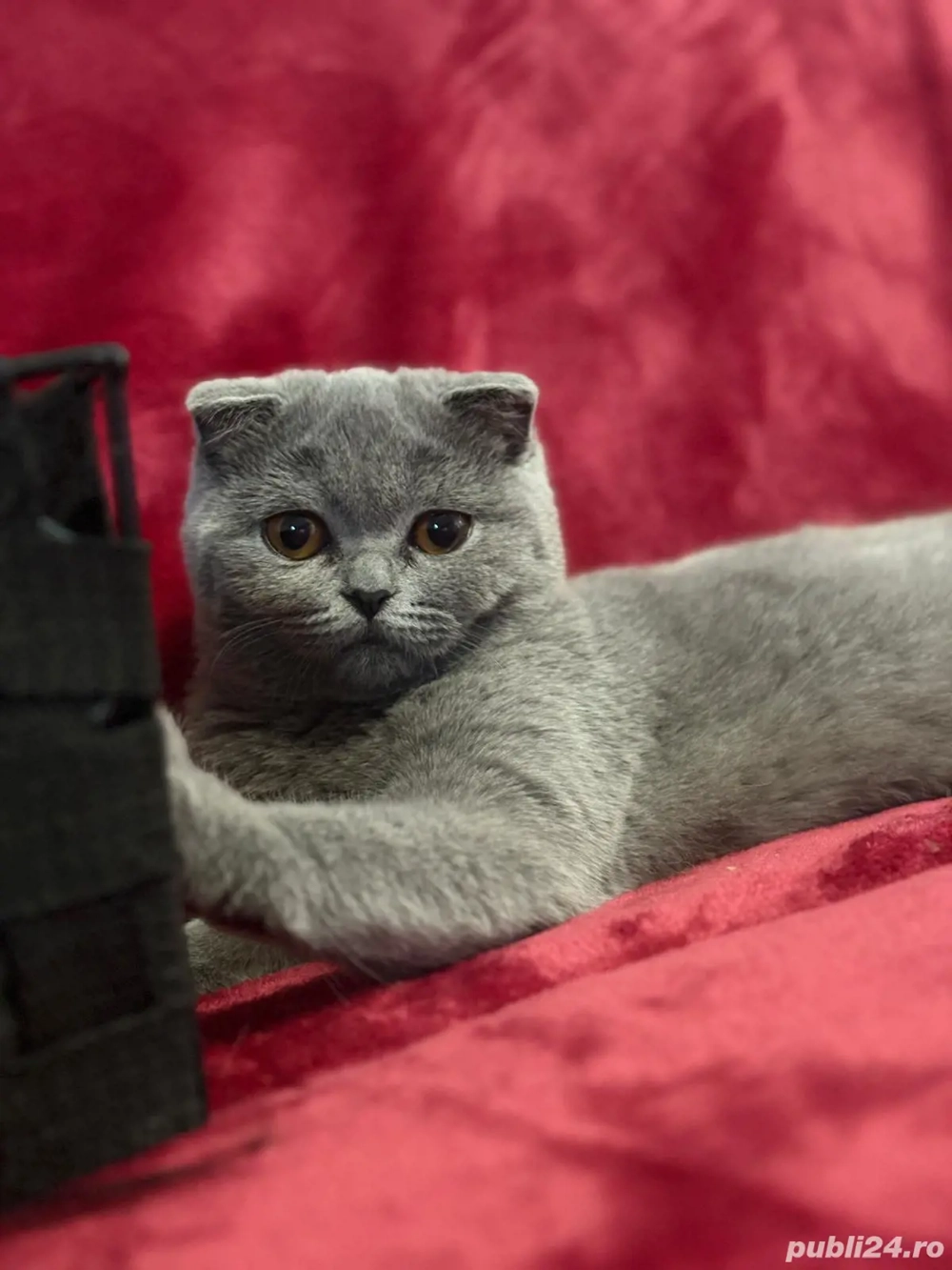 Scottish fold blue 