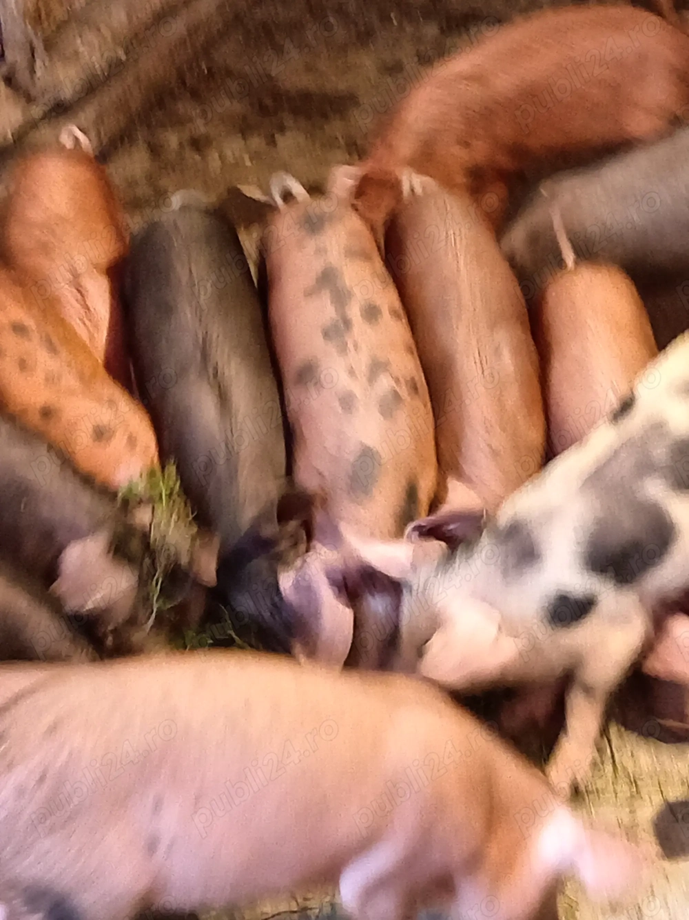 Purcei disponibili 9 săptămâni  Purcei disponibili 9 săptămâni