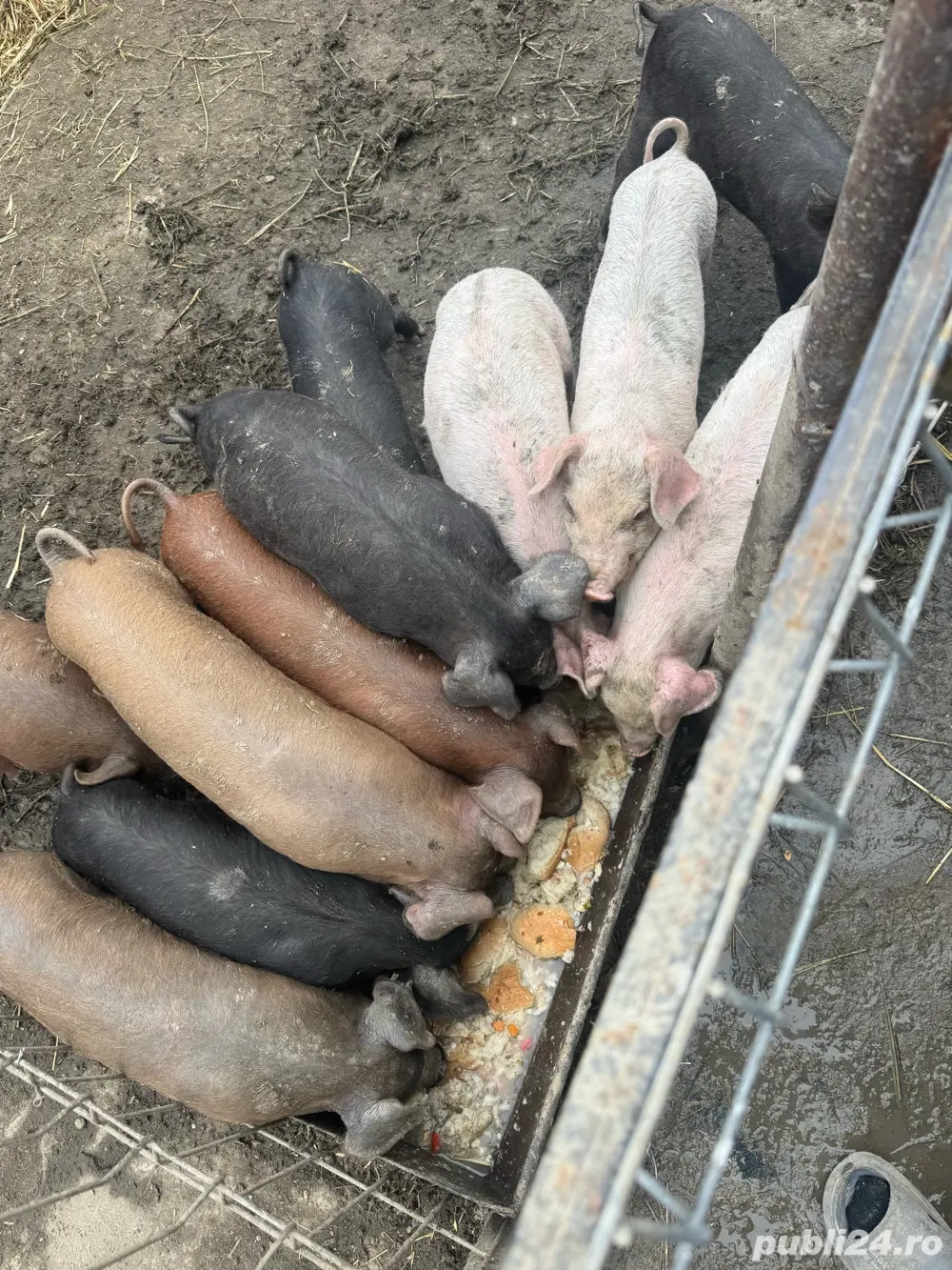 Purcei de vânzare Purcei de vânzare