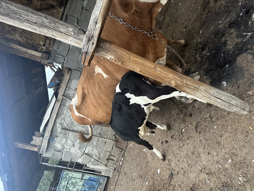 Vând vacă bălțată românească  Vând vacă bălțată românească