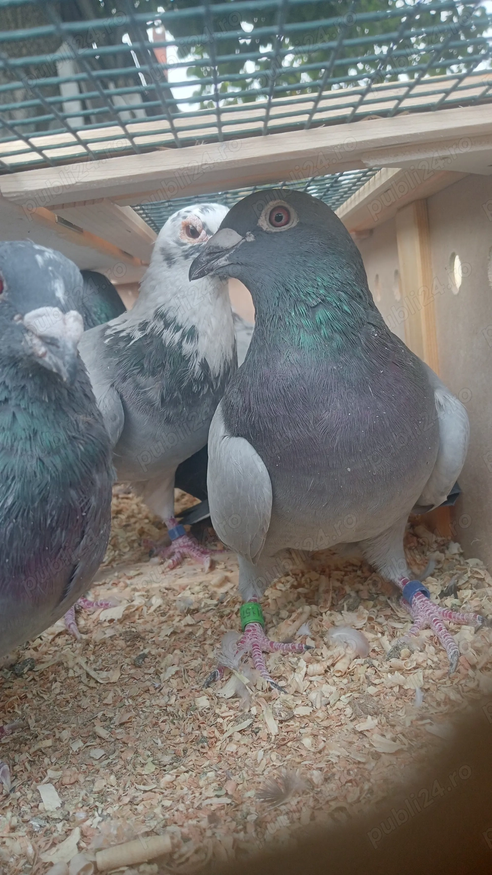 Porumbei voiajori cu origini bune ! 