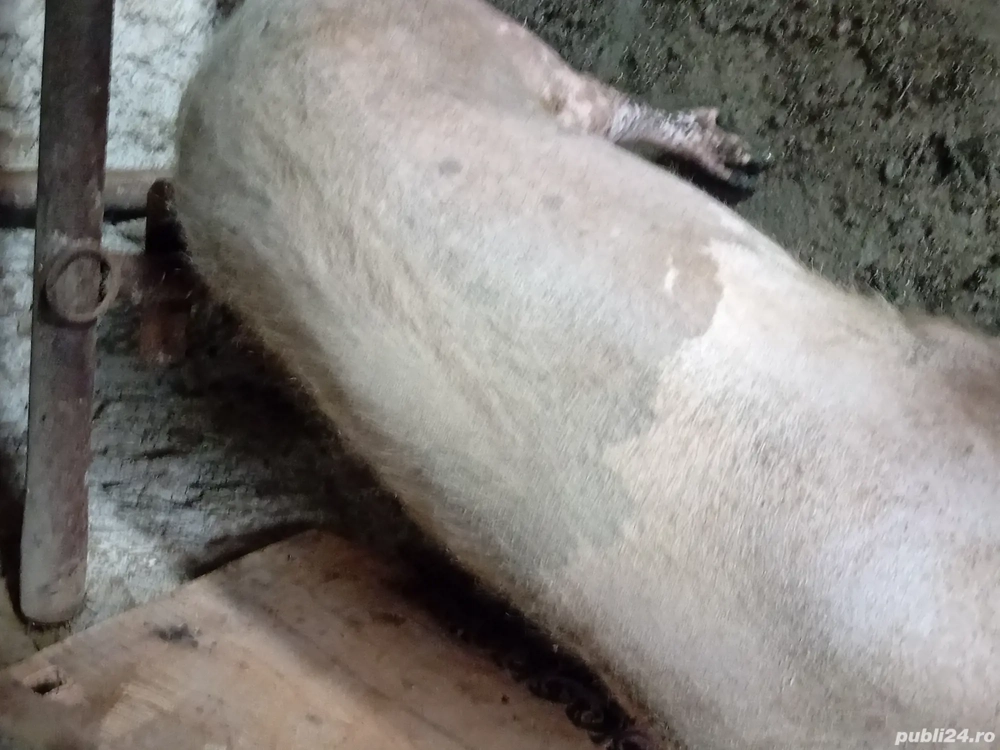 Purcea de vazare  Purcea de vazare