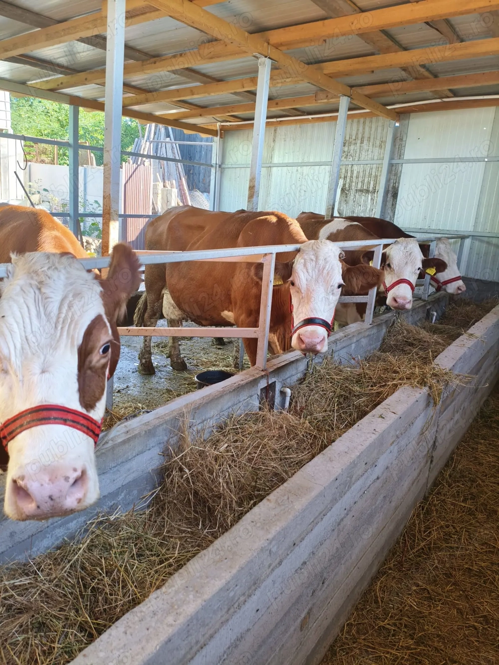 Vaci, rasa de lapte Vaci, rasa de lapte