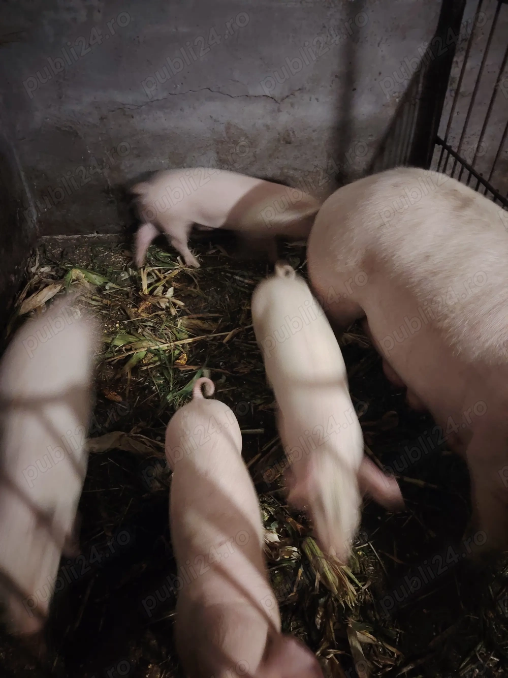 Vând Purcei de 11 sâptâmâni Vând Purcei de 11 sâptâmâni