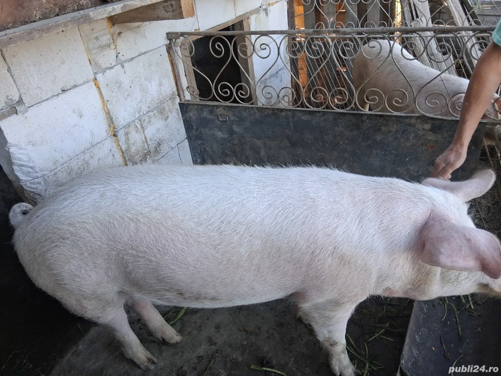 de vinzare porc crescut la țară  de vinzare porc crescut la țară