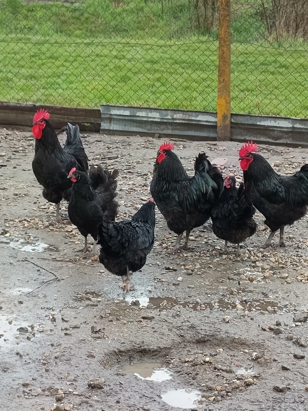 Cocoși Australorp negru de 2025