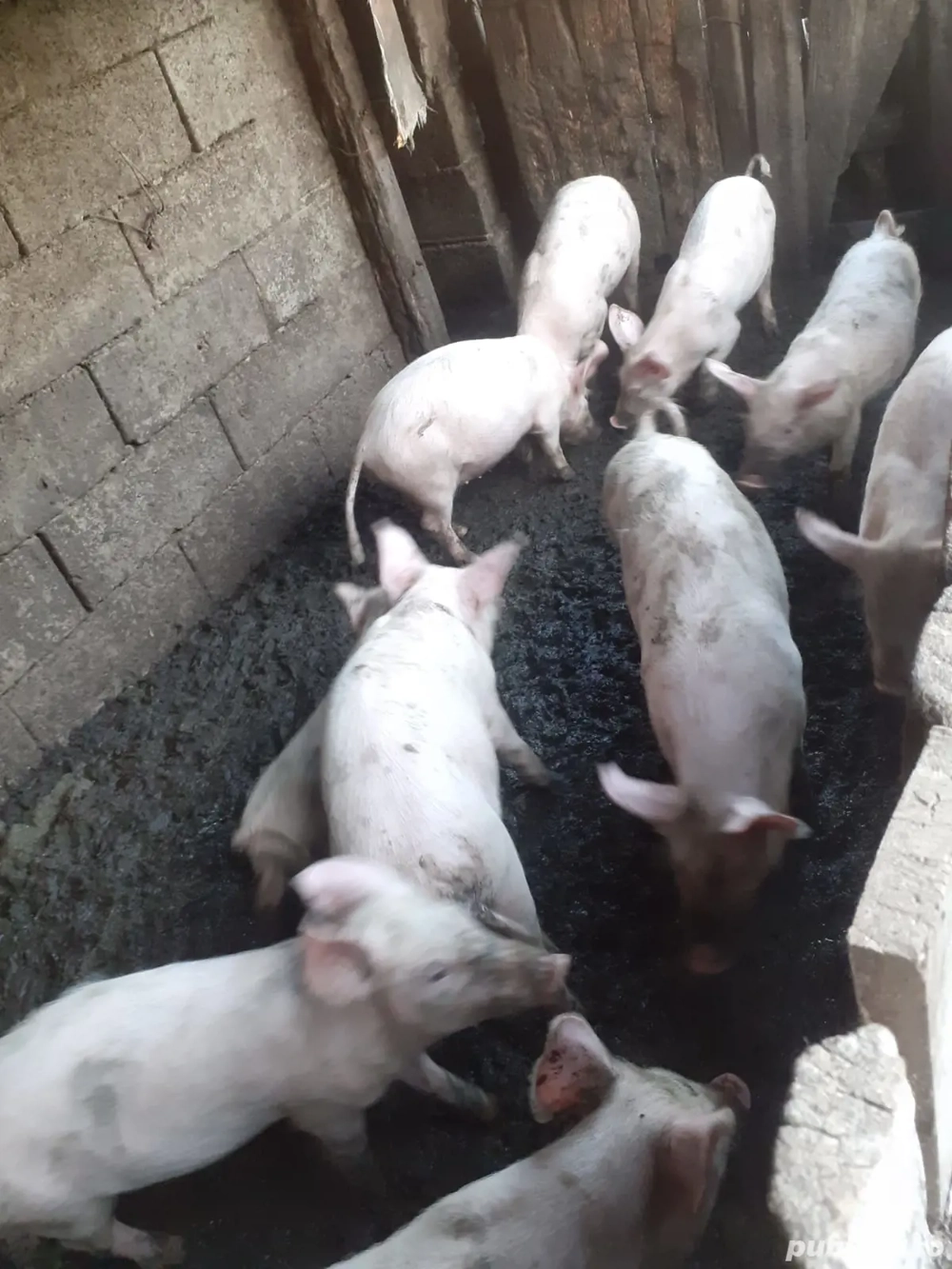 Vând purcei Marele.Alb