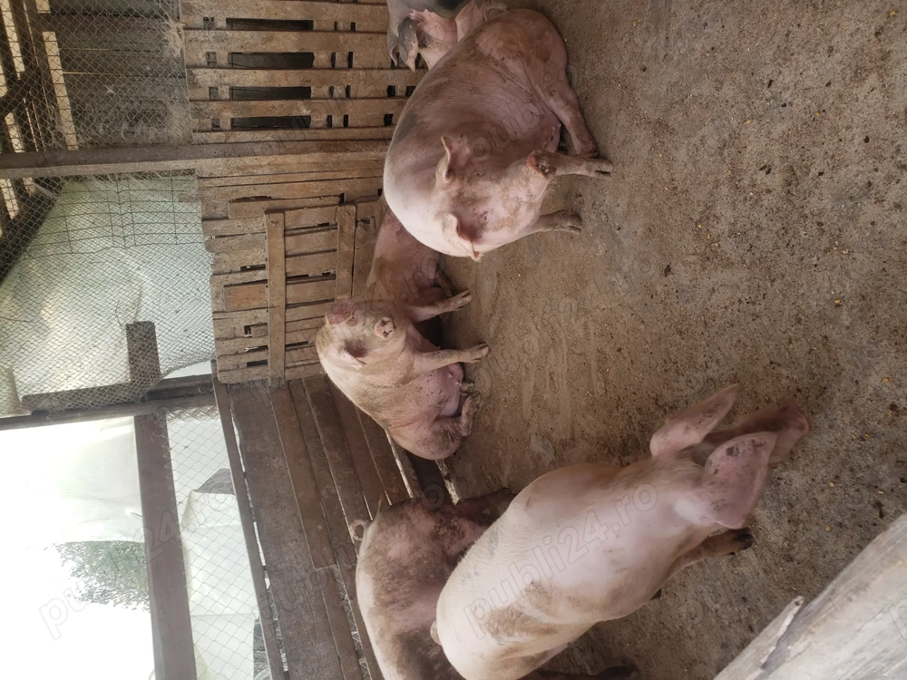 porci de vânzare 