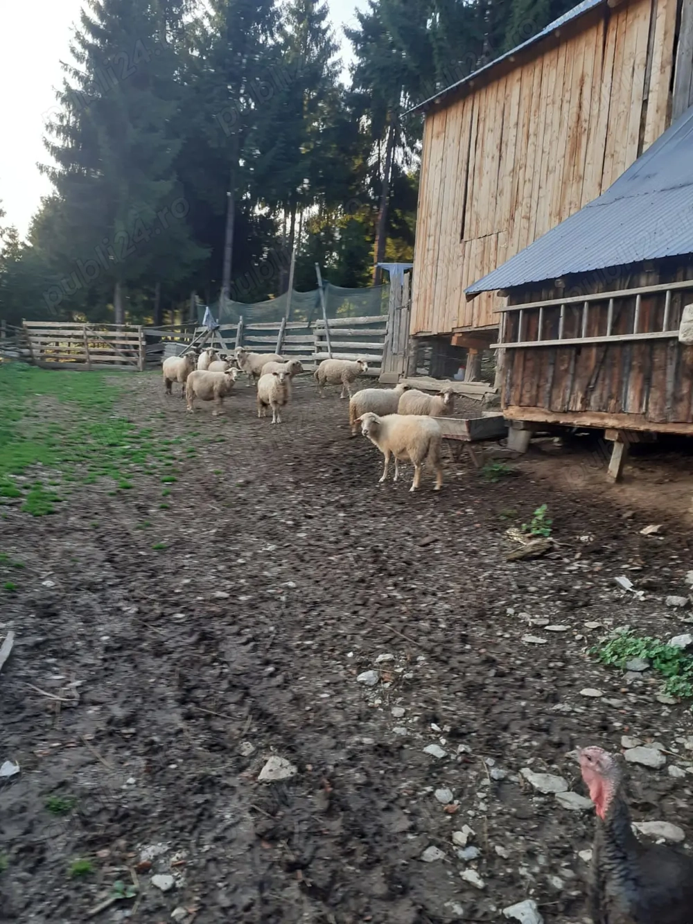 Oi de vanzare  Oi de vanzare