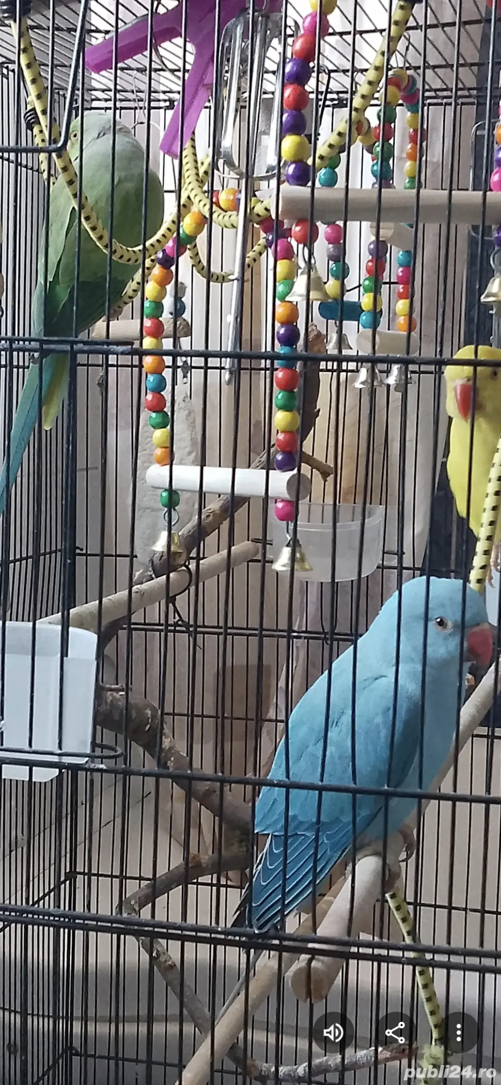 Papagali Micul Alexander Papagali Micul Alexander