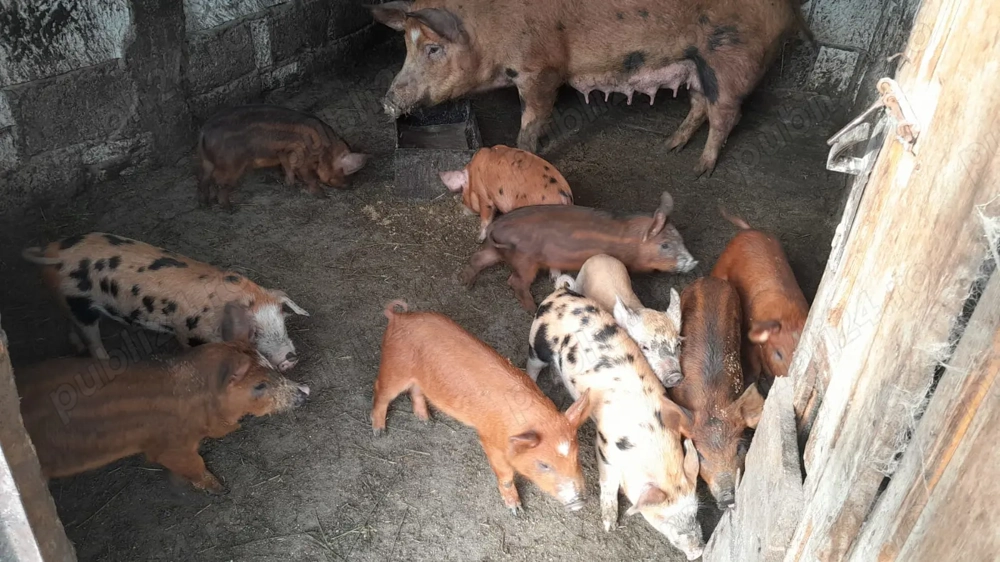 Vând porci mari și mici Vând porci mari și mici