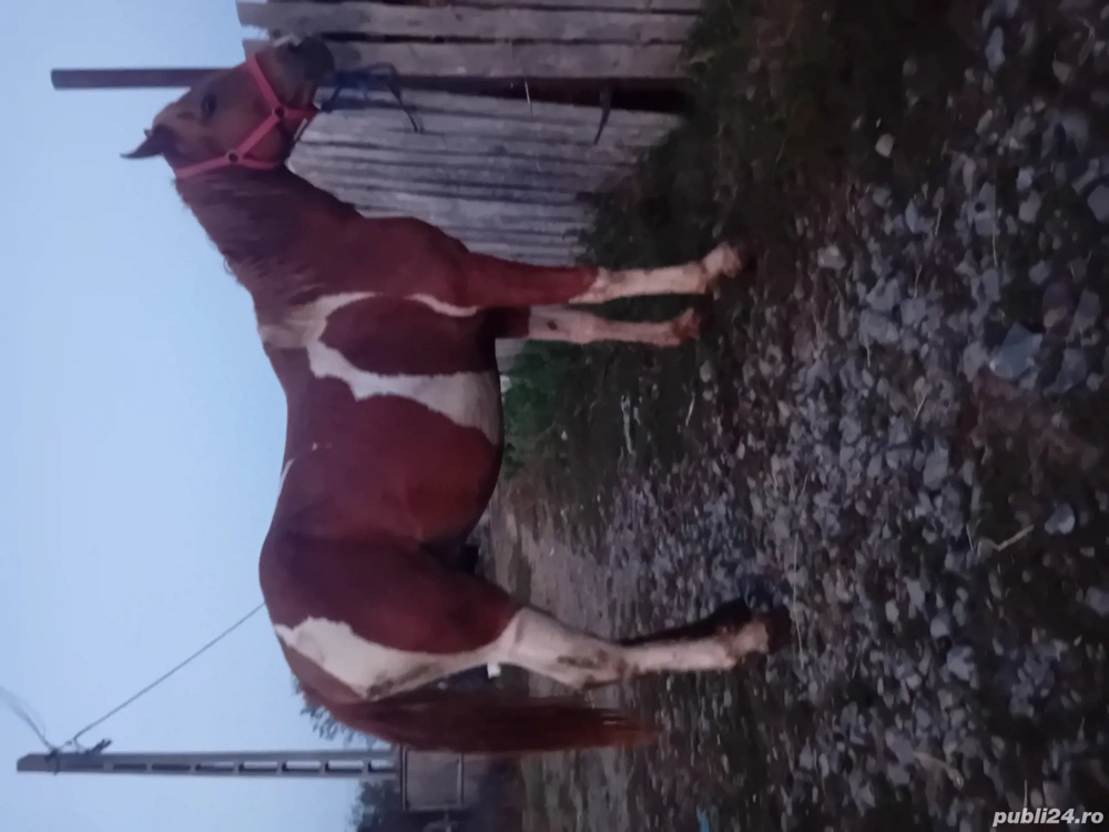 vand armasar de 2 ani pinto 