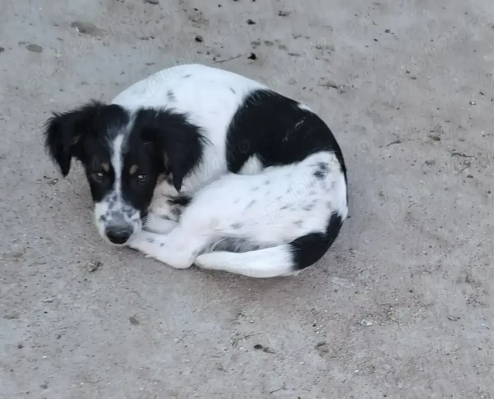 Donez urgent cățeluș de talie mica Donez urgent cățeluș de talie mica