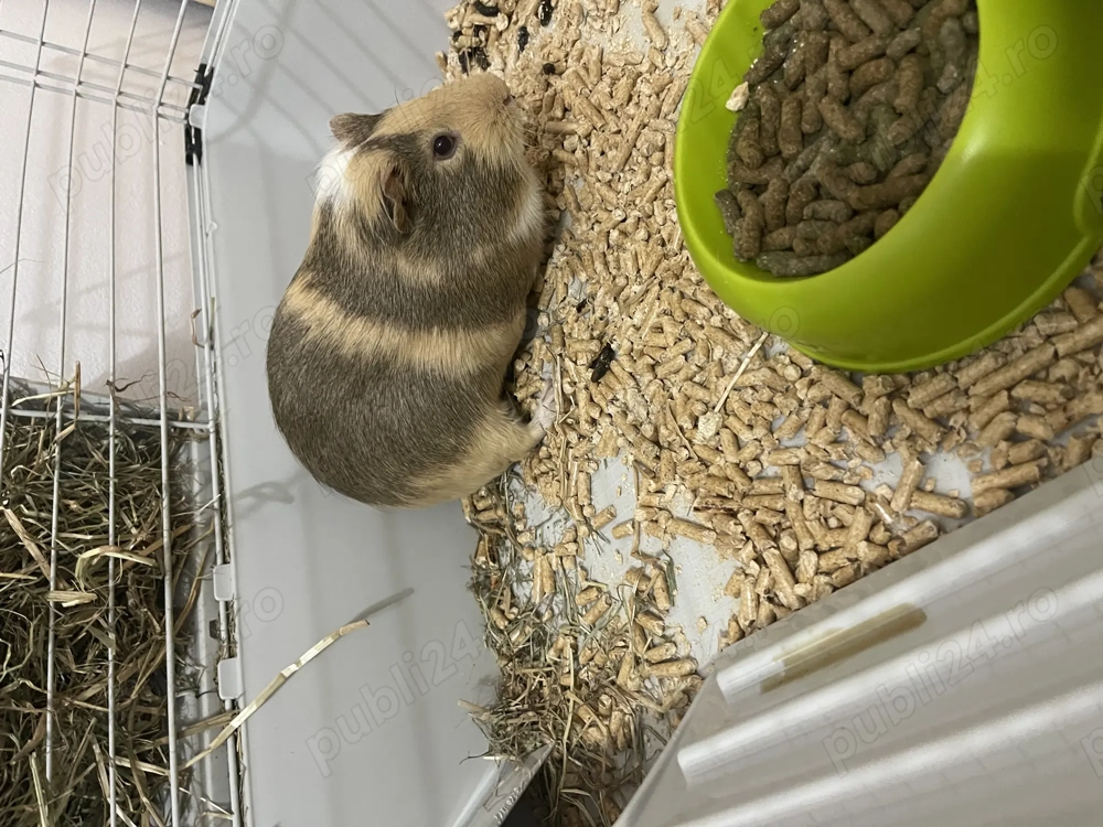 Vand URGENT Porscusor de Guinea