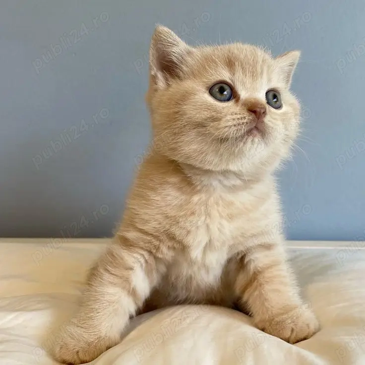 british cream si oranje british cream si oranje