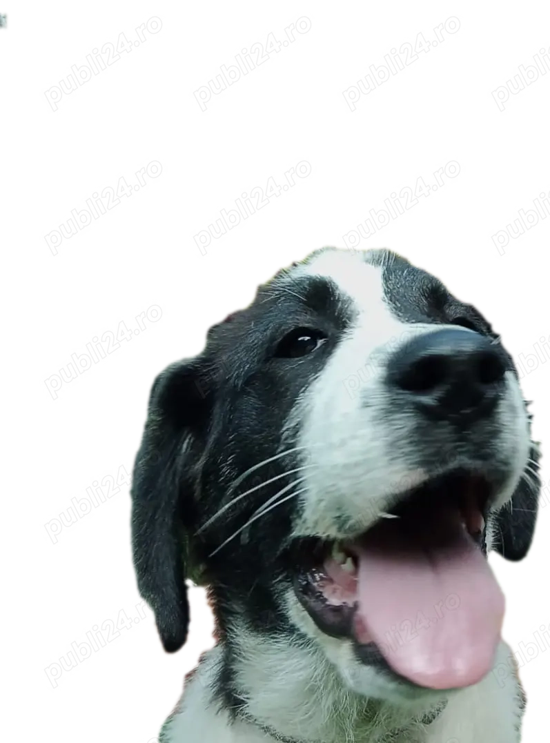 Ciobanesc de Bucovina  Ciobanesc de Bucovina