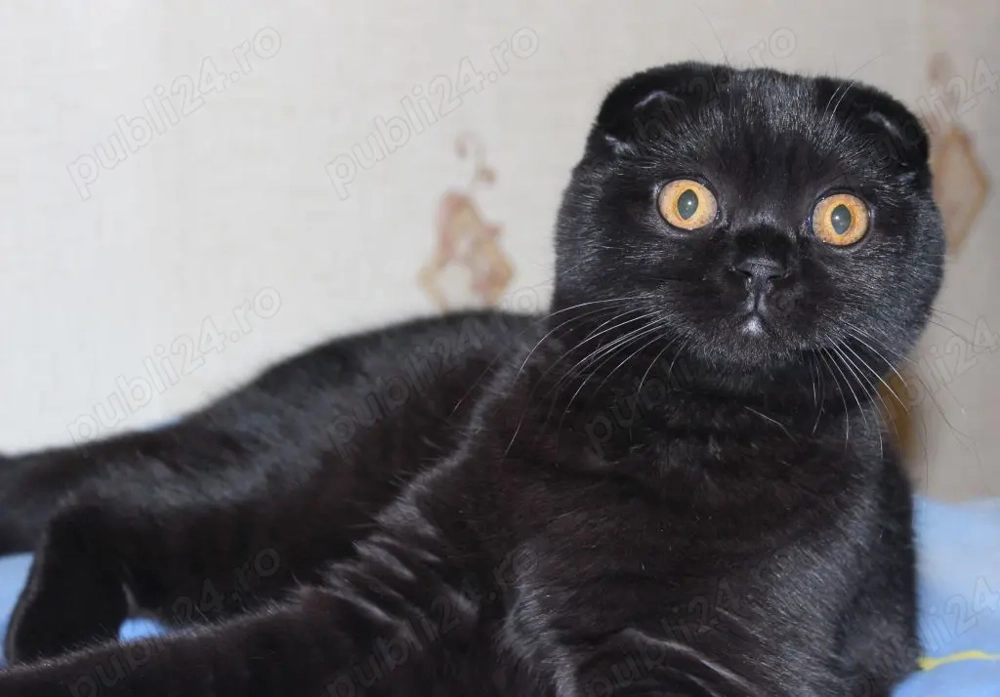 scottish fold blak