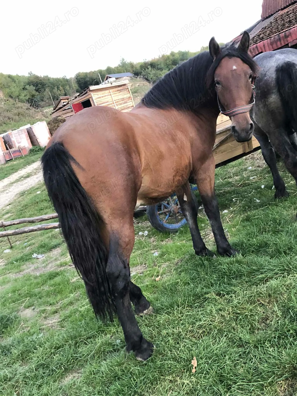 Vând sau schimb mânză 