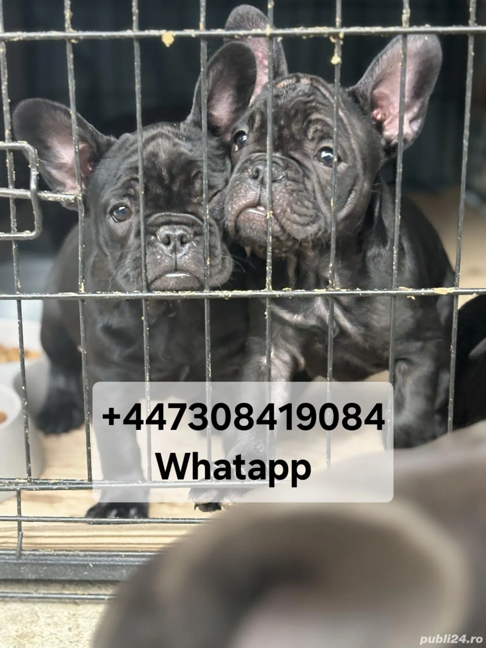 Bulldog Francez de vânzare. 3 luni Bulldog Francez de vânzare. 3 luni