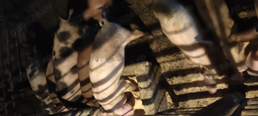 Vând purcei de 10 și 12 săptămâni 300 neg