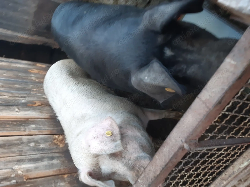 Vand porci pentru sacrificat. ( de carne). Vand porci pentru sacrificat. ( de carne).