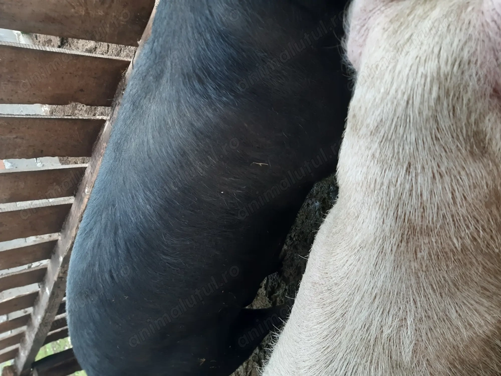 Vand porci pentru sacrificat( de carne). Vand porci pentru sacrificat( de carne).