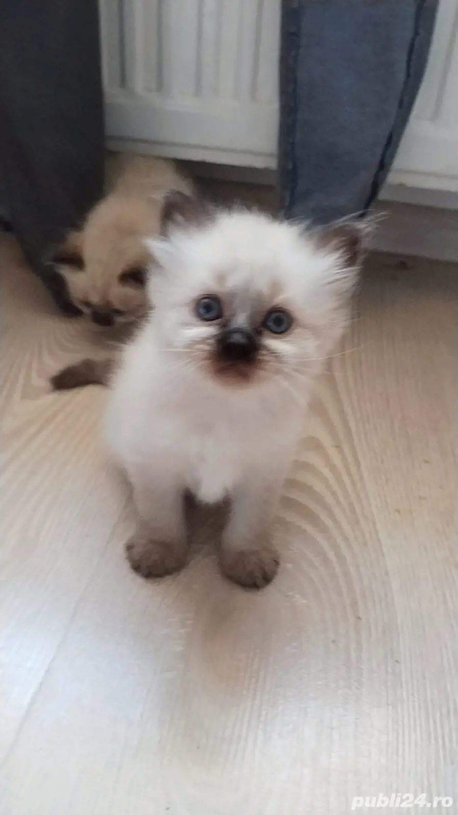 pui pisica birmaneza