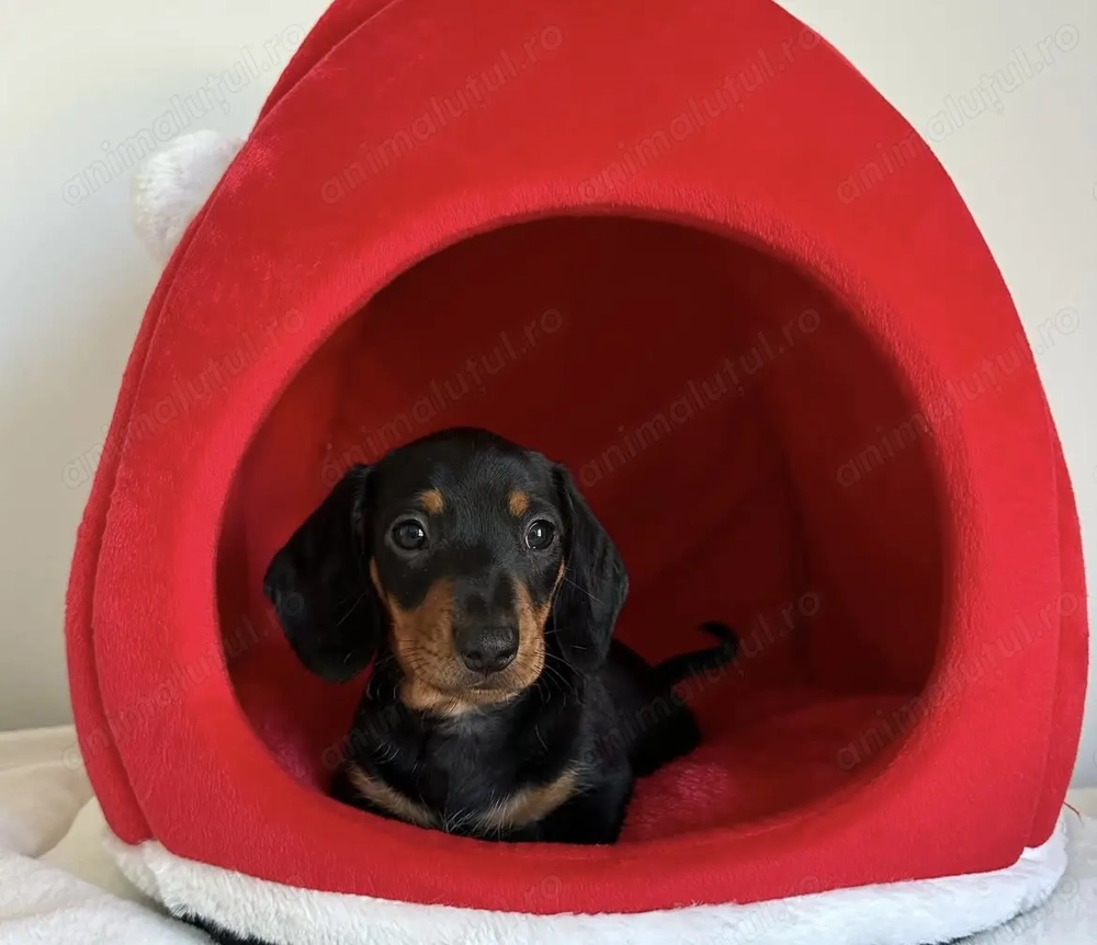 Teckel superbi 1300lei