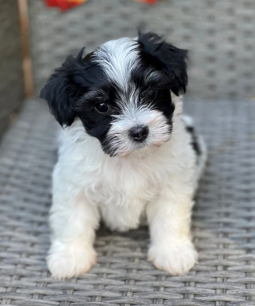 Bichon havanez 600 lei