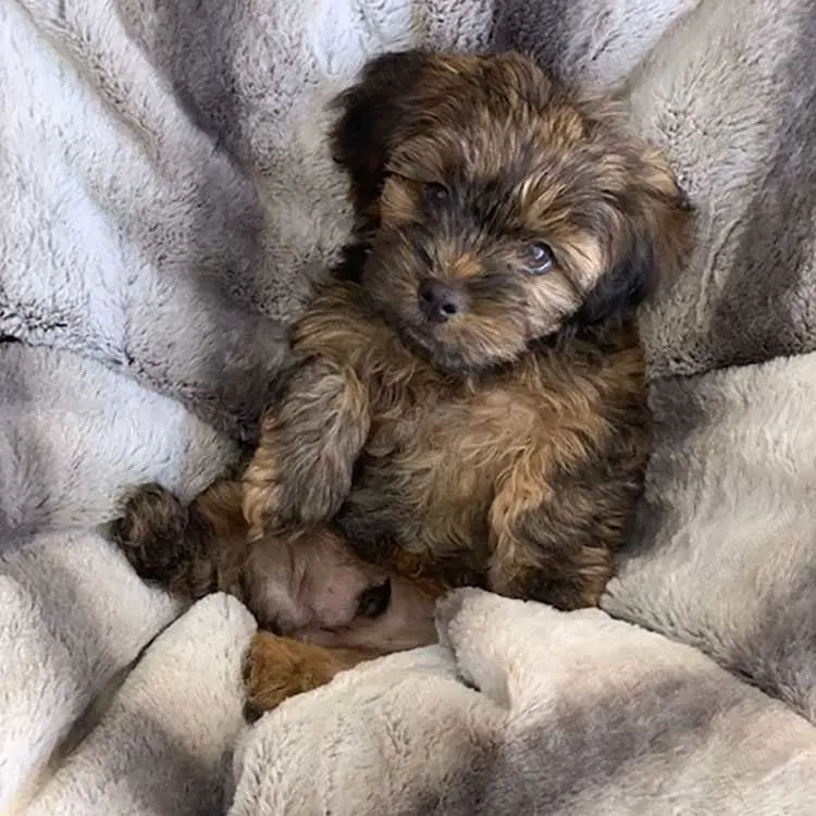 Bichon havanez mascul și femela