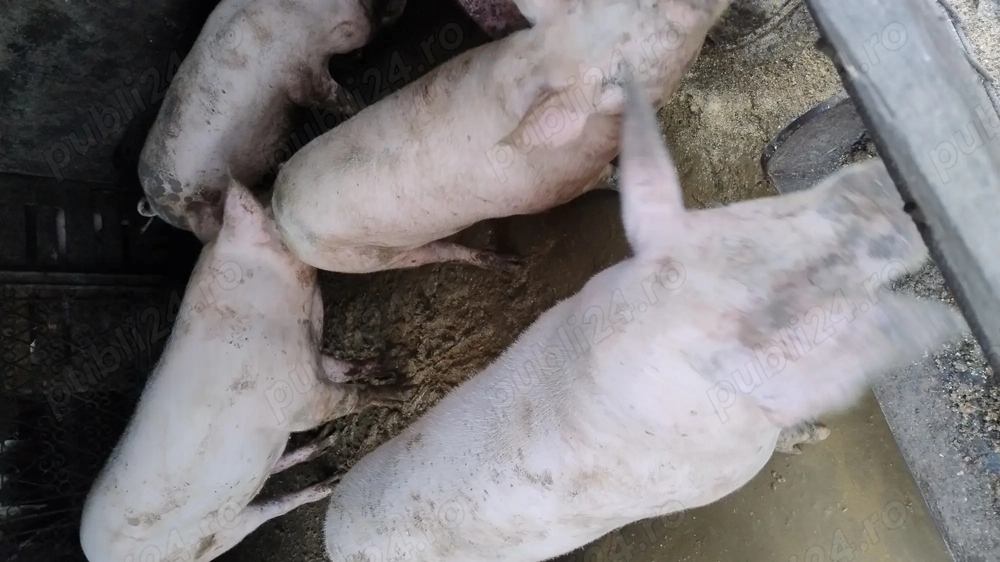 Porci de vânzare  Porci de vânzare