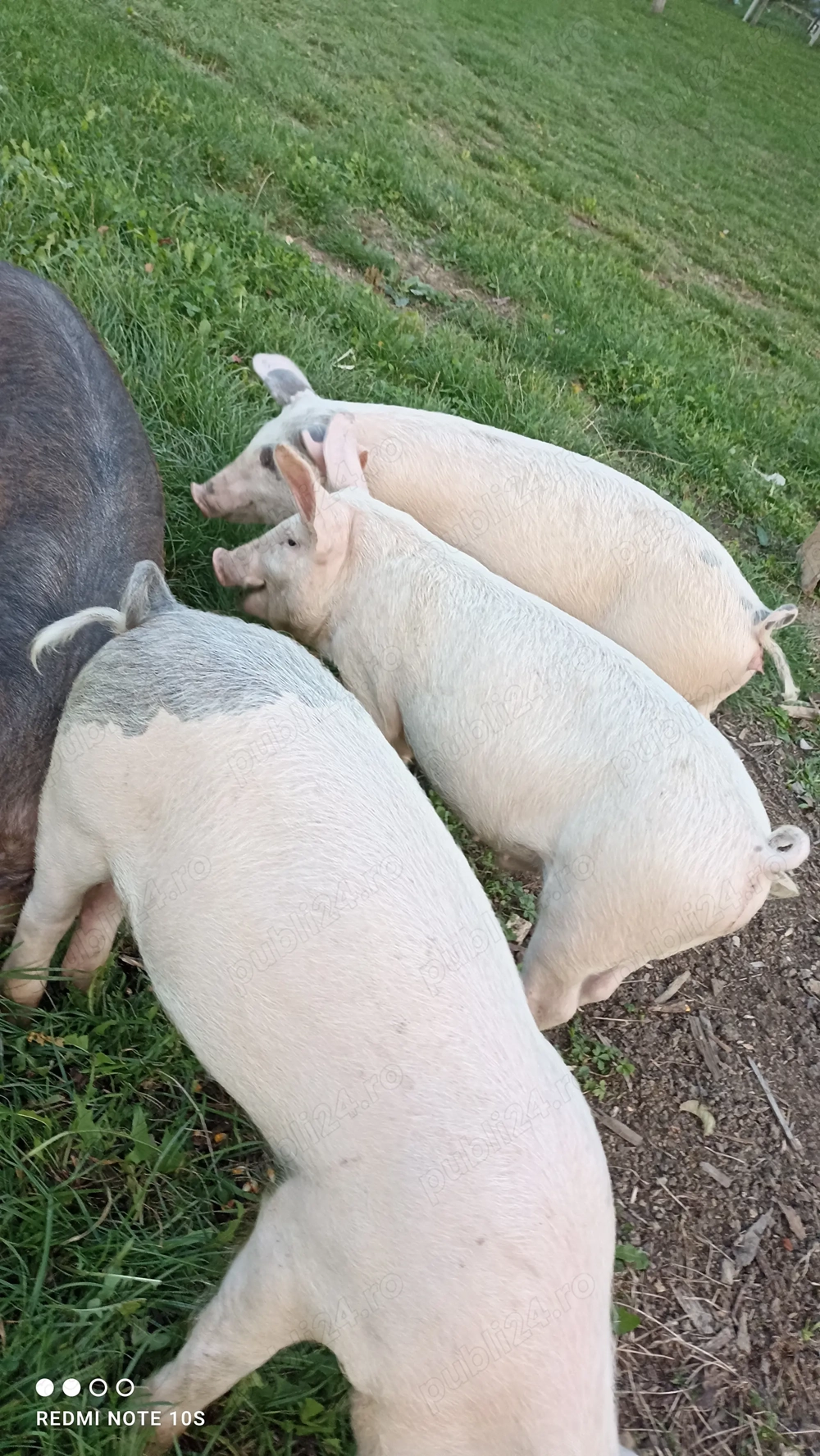 Vând purcei ,șoldani. Vând purcei ,șoldani.