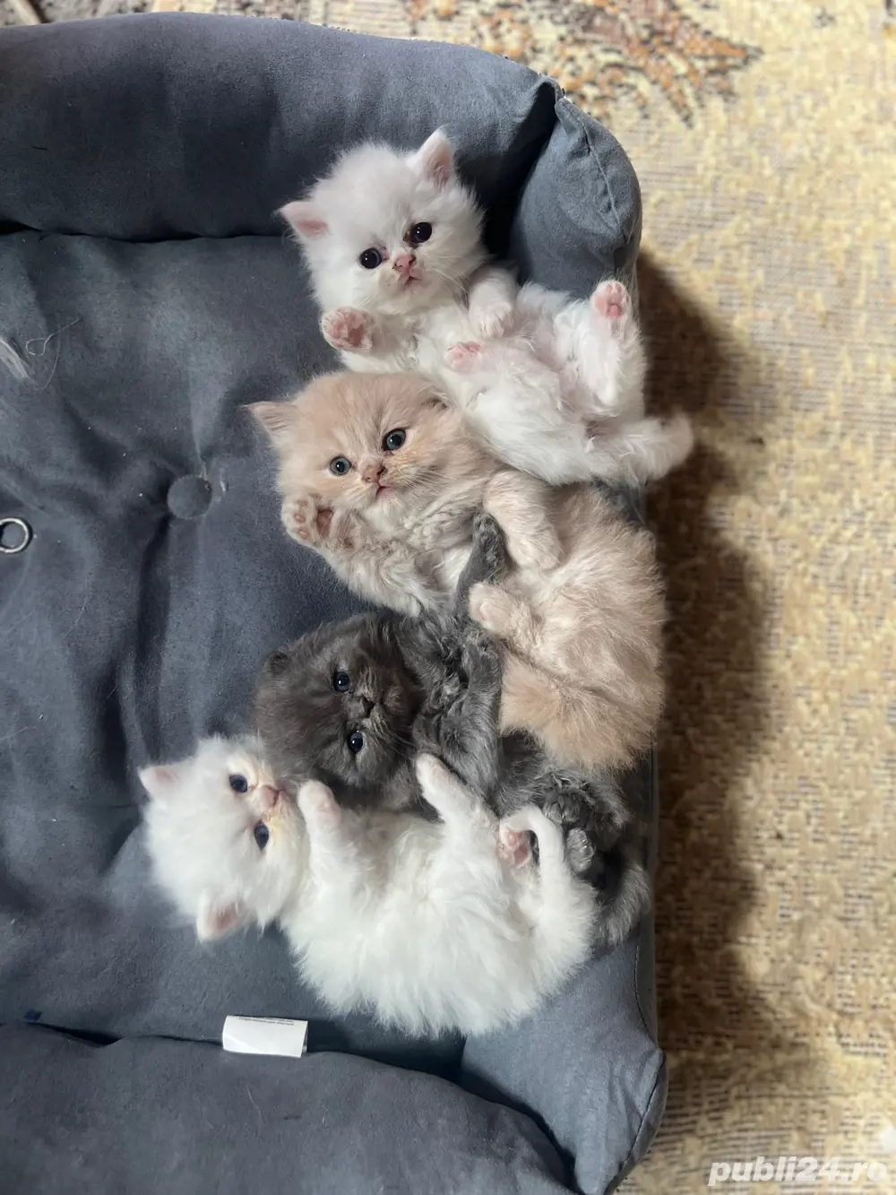 vand puiut de pisica persana 