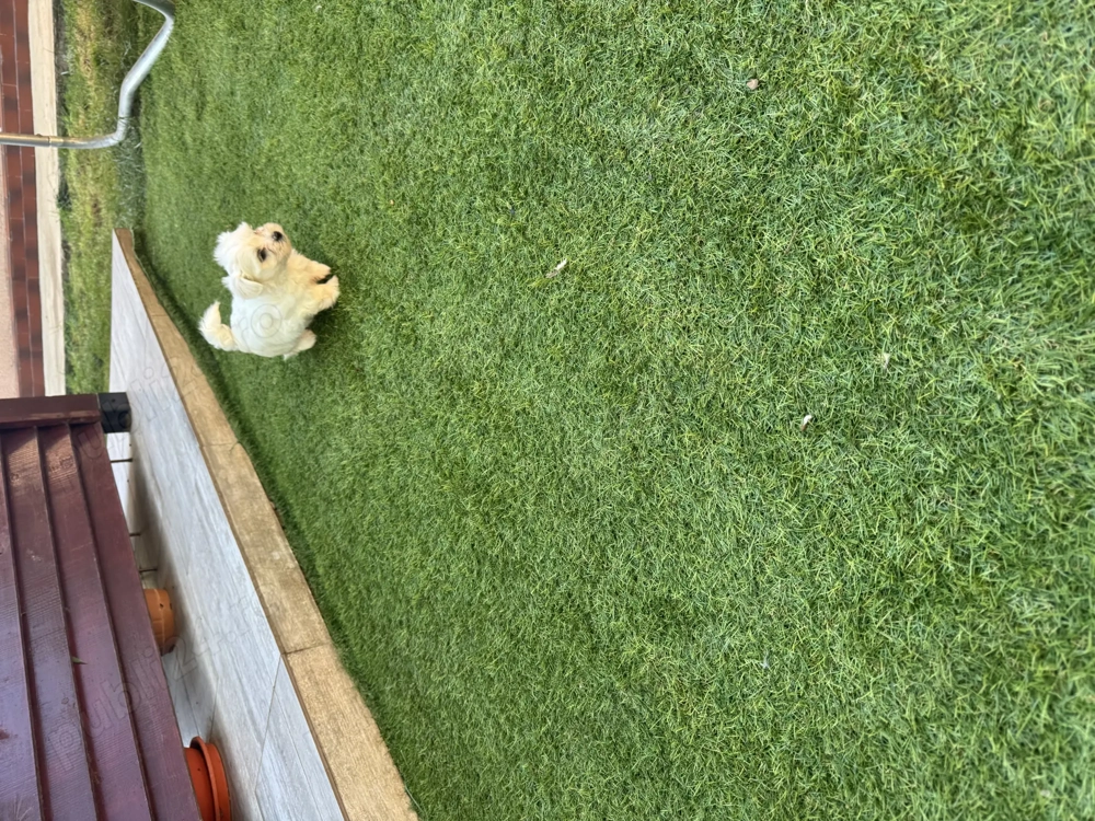 vand bichon maltez vand bichon maltez