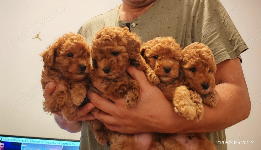 Cățeluși Toy Pudel de vânzare