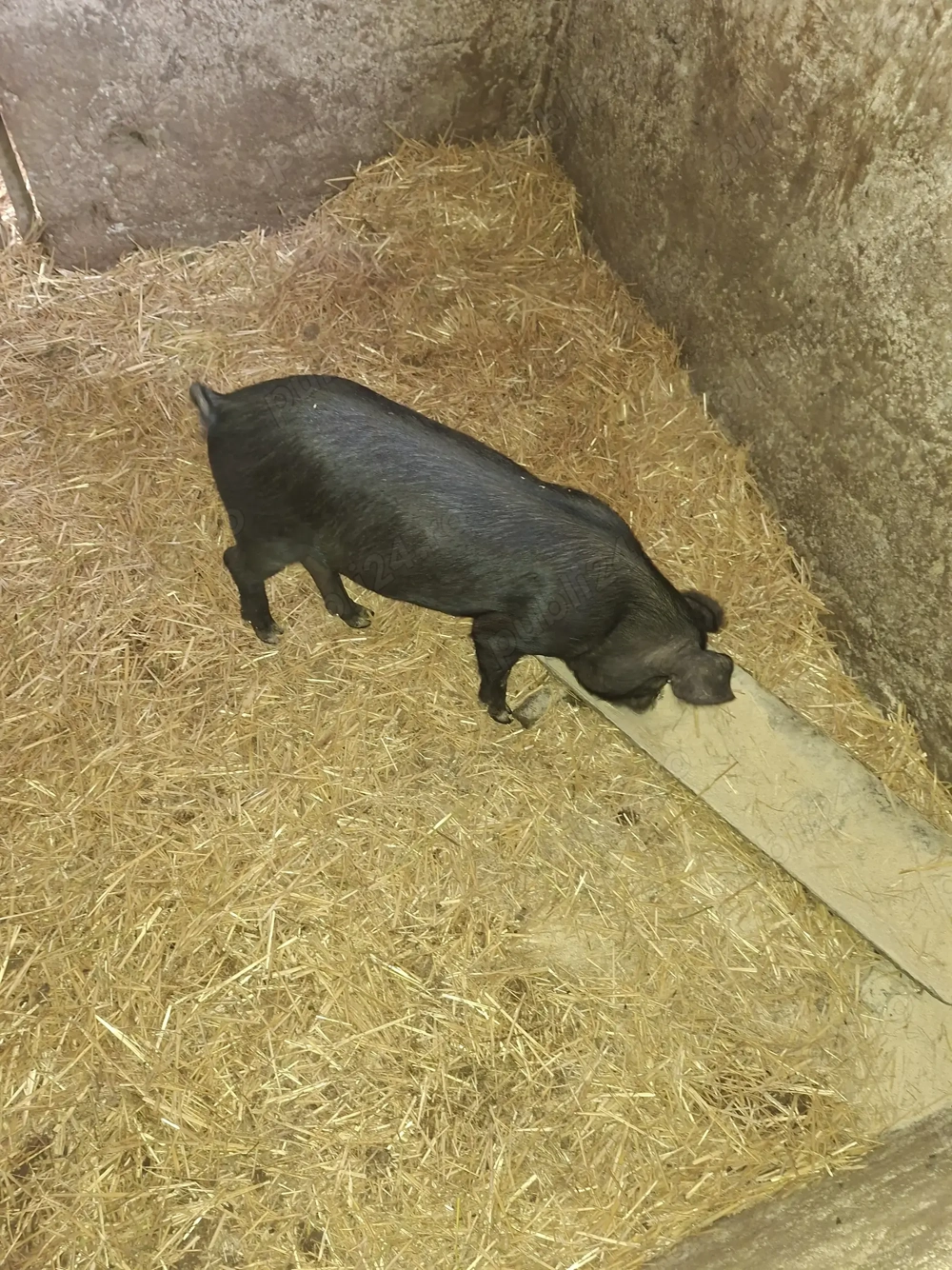 Corcitură porci bazna duroc Mangalița
