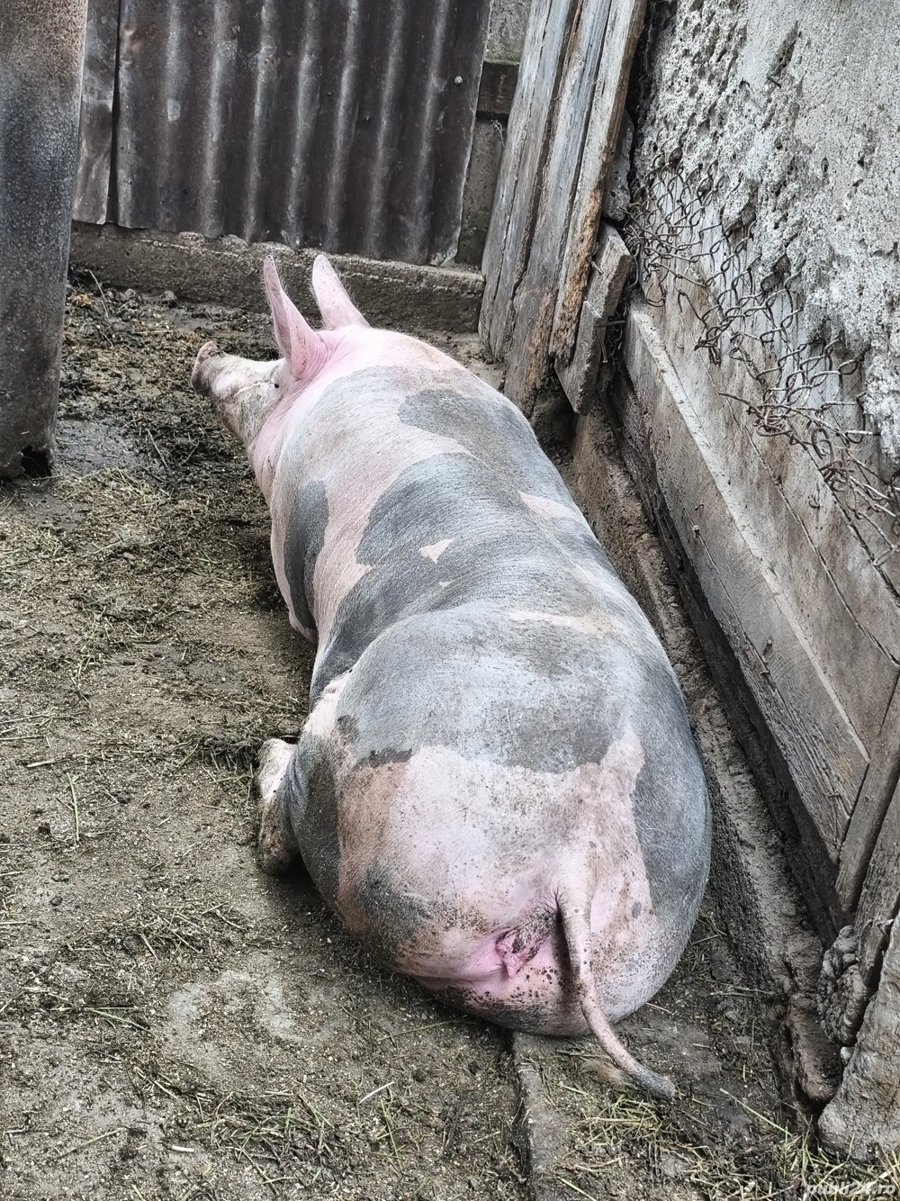 Vând scroafa petrean belgian si 4 purcei 