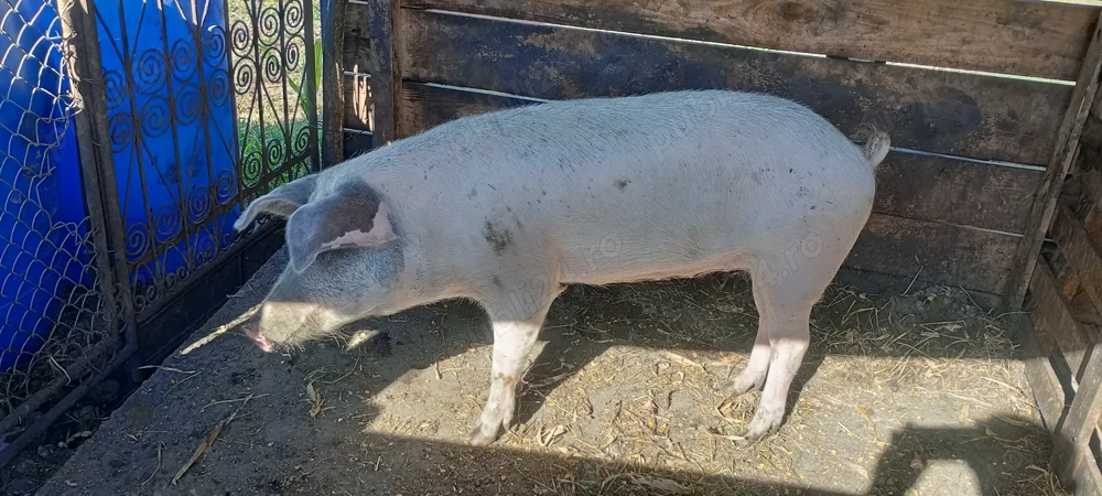 Vând purcică de sămânță Vând purcică de sămânță