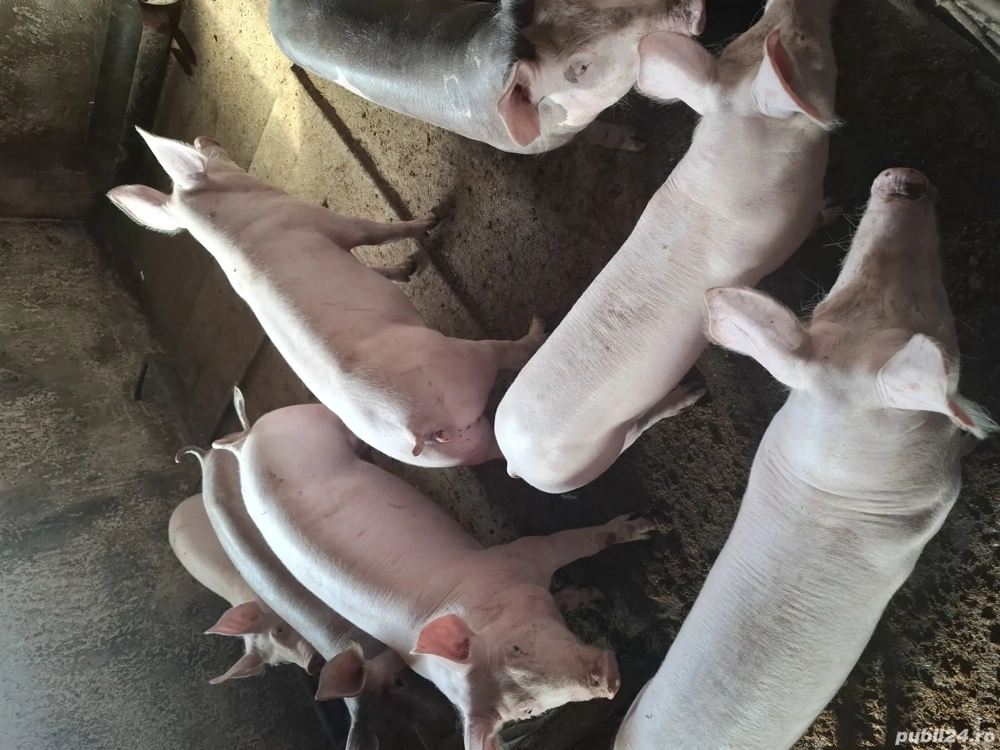 Vand purcei Vand purcei