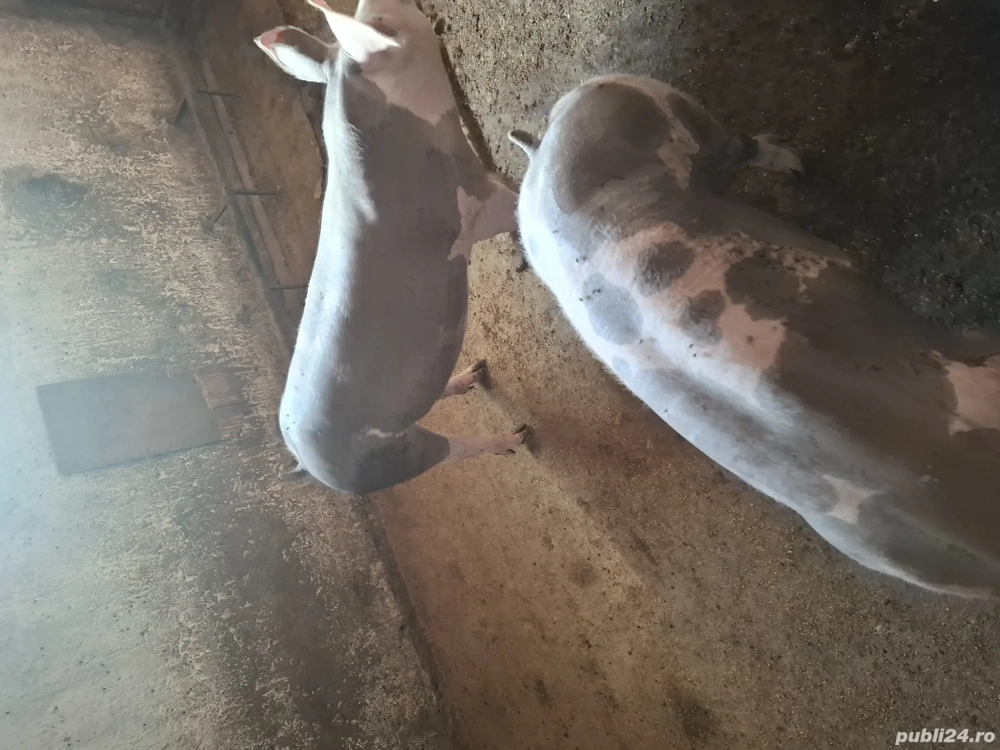 Vand purcele pietran