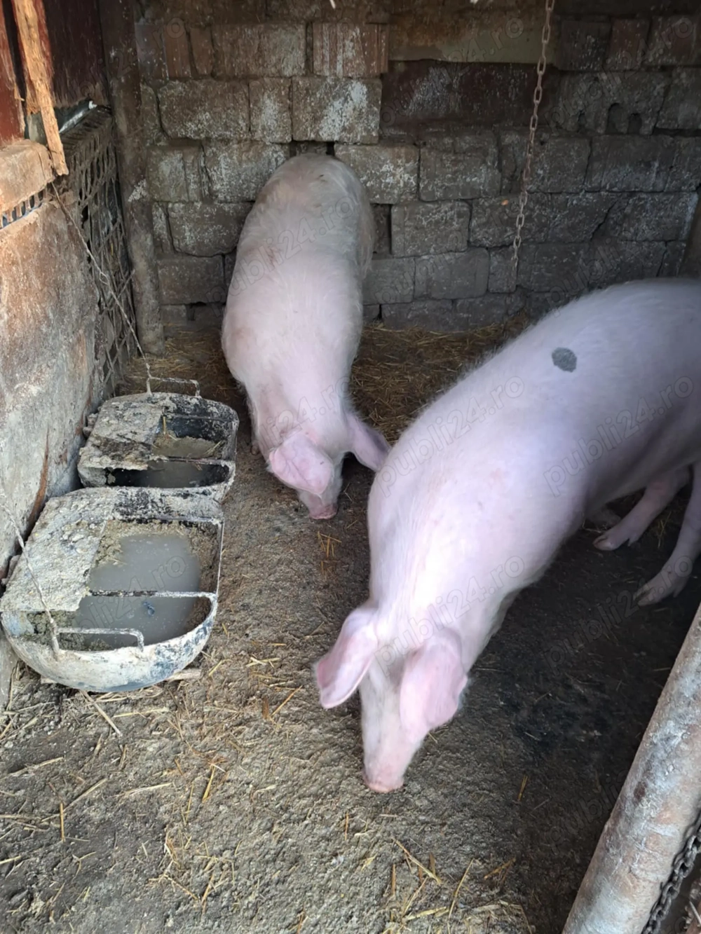 Vând Porci Mari Vând Porci Mari