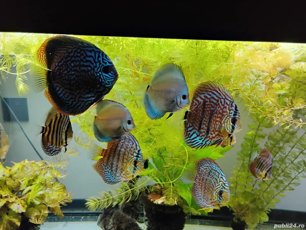 Pesti acvariu Discus  Pesti acvariu Discus