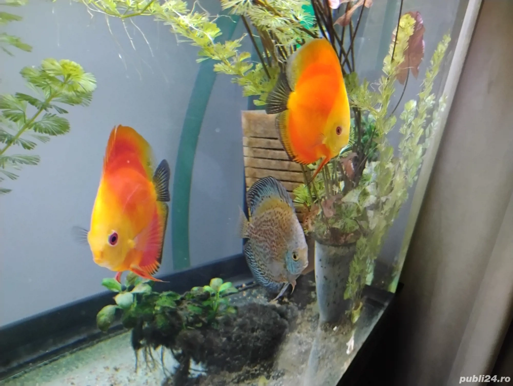 Pesti acvariu Discus 