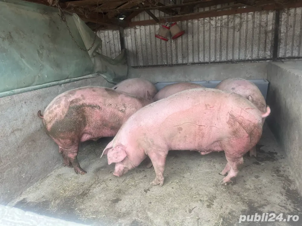 Vand porci Vand porci