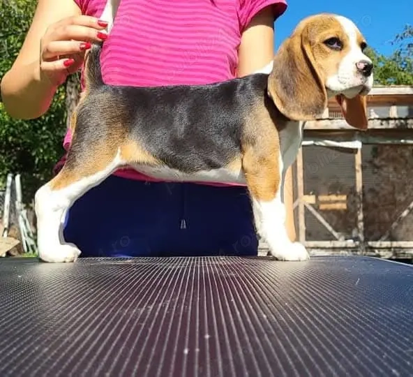 Pui Beagle cu pedigree ACHR