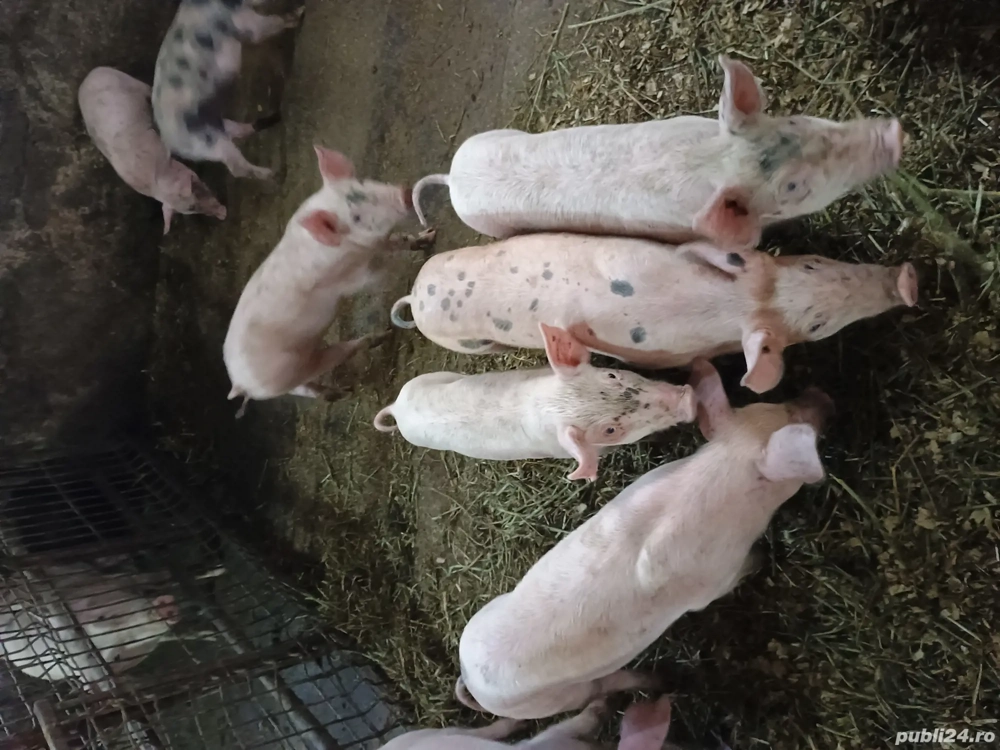 Purcei de vanzare  Purcei de vanzare
