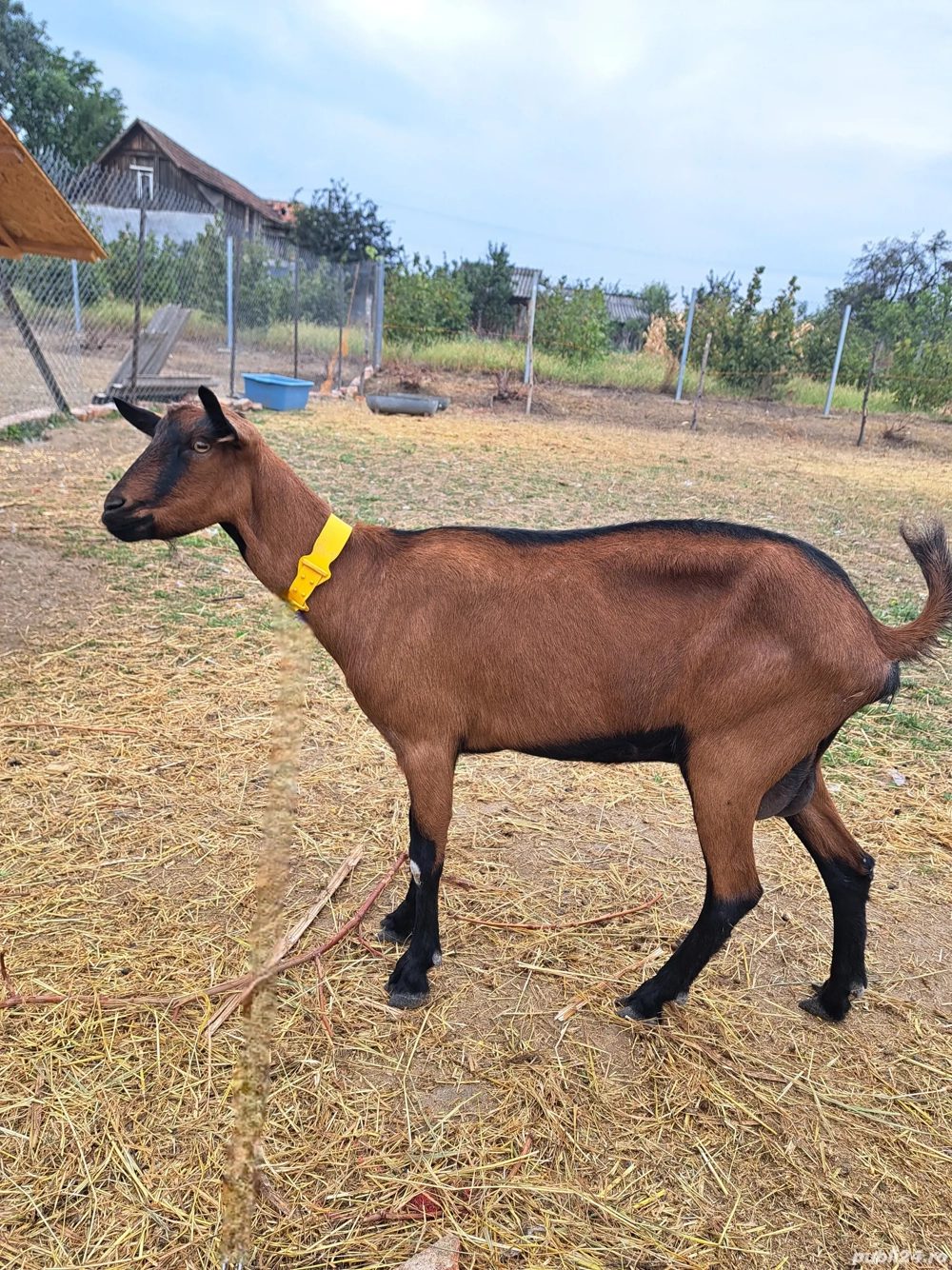 Capra Alpin francez Capra Alpin francez